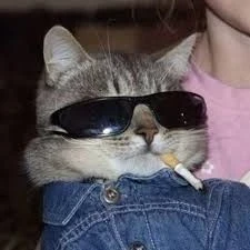 cigcat