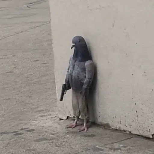 Pigeon