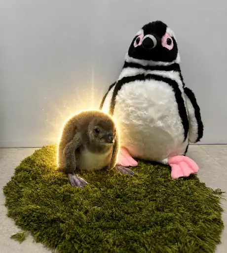 Kibi