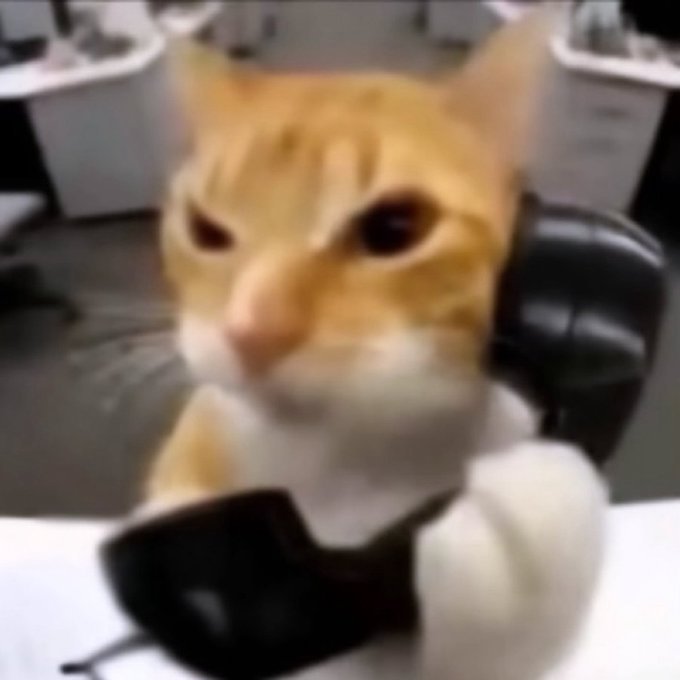phonecat