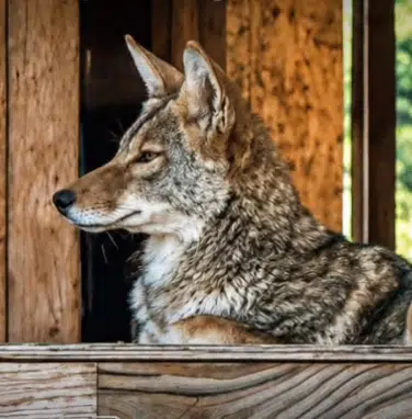 COYOTE logo
