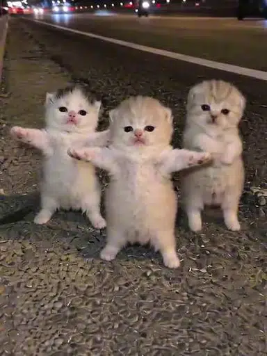TRIAD