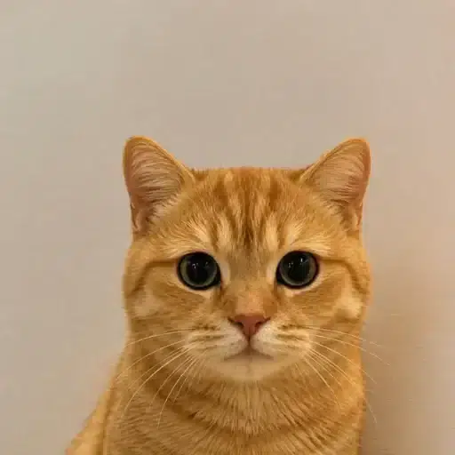 pussy