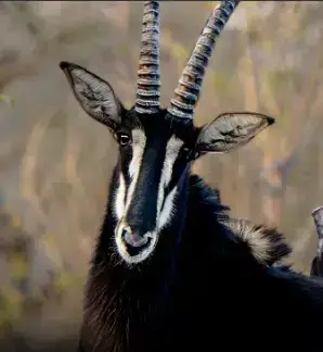 NIGER