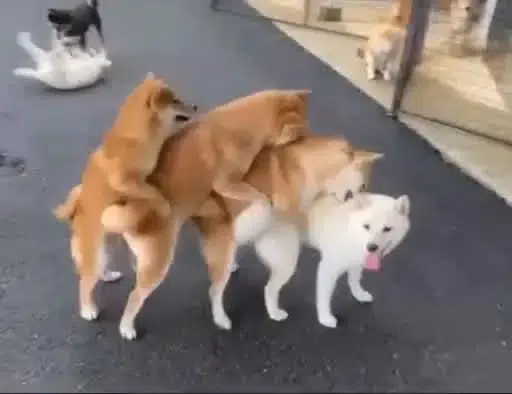 awkchain