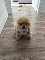 MILO