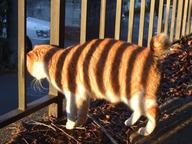 Catiger