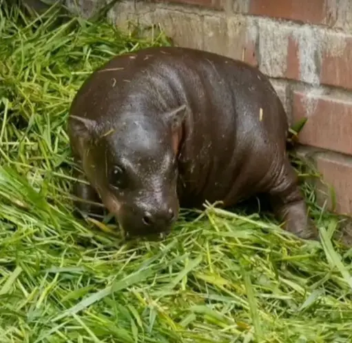 Togi