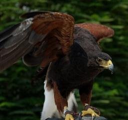 SHAWK