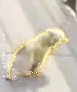 KOBE