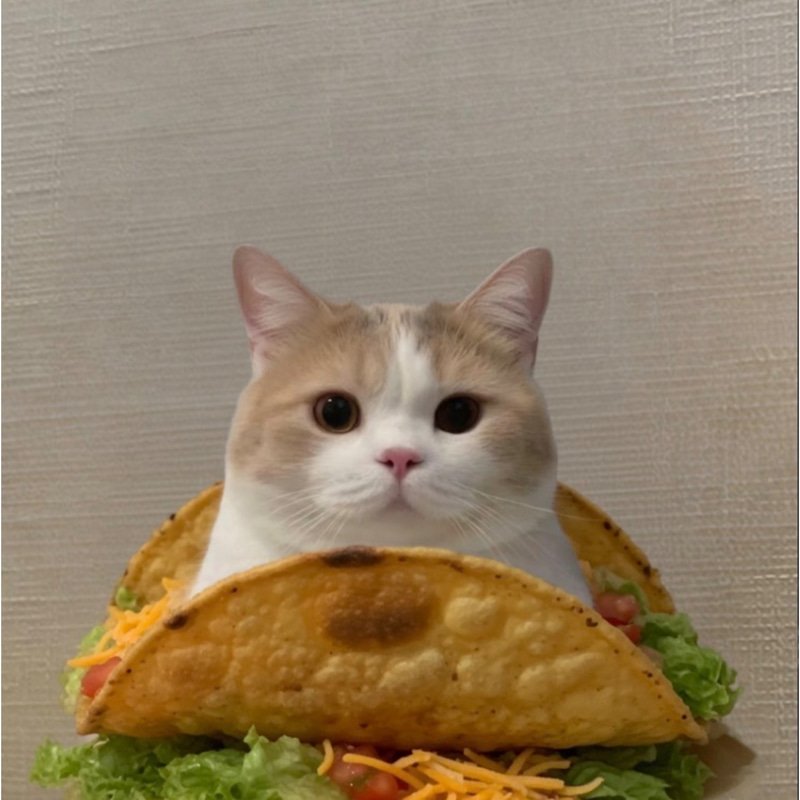 tacocat — recently traded by Dan176 on Solana