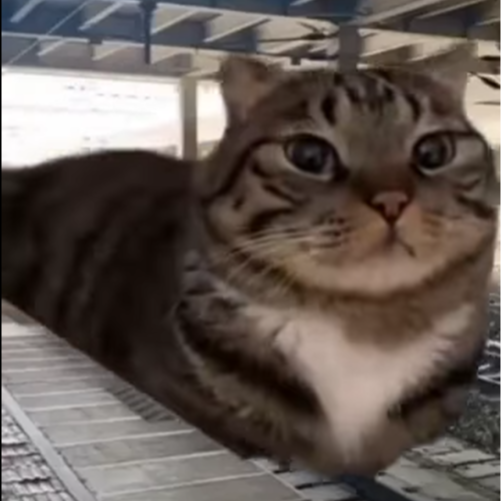 LoafTrain