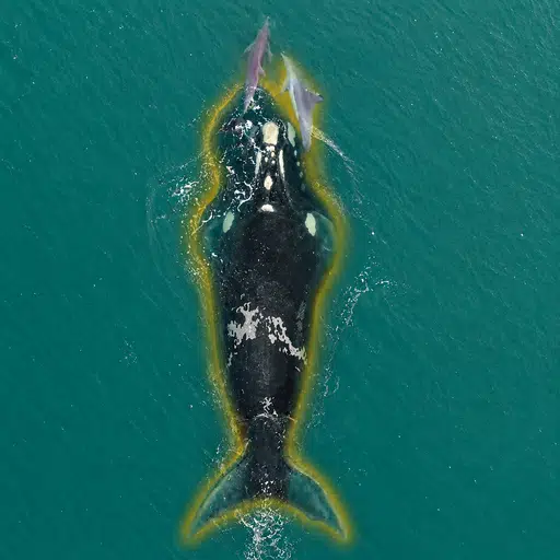 WHALE