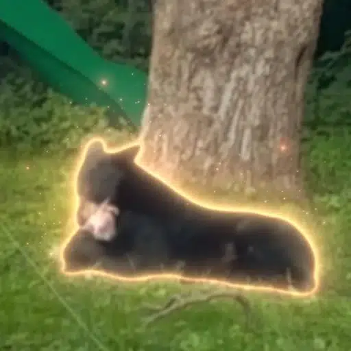 Bear