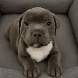 BULLY