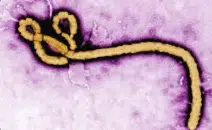 Ebola