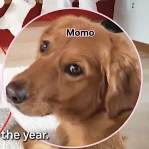 momo