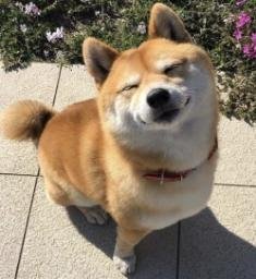 MOCHI