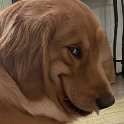 RAPEDOG