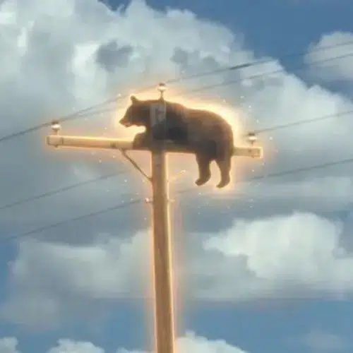 Pole er