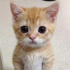 gato