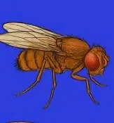 BUZZ