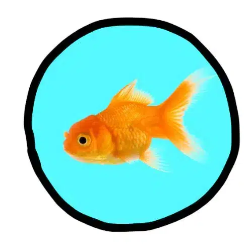 goldfish