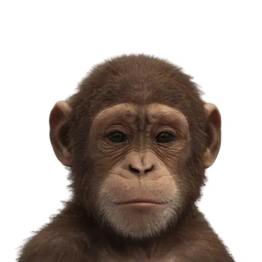 ape