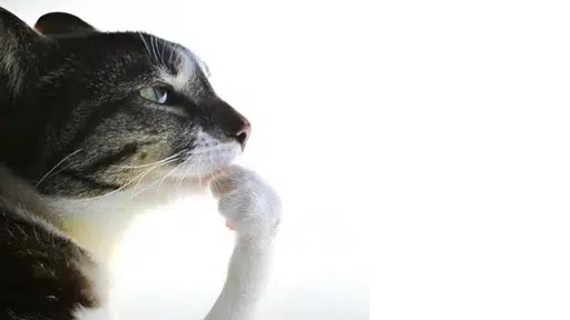 thinking