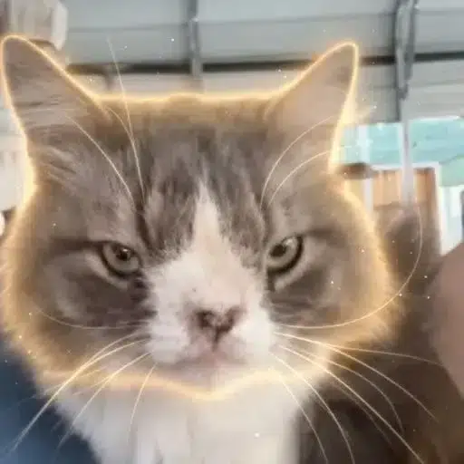 rCAT