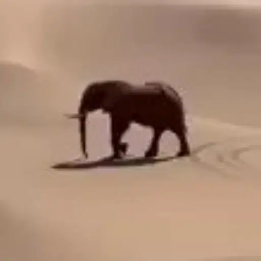 ELEPHANT⁠