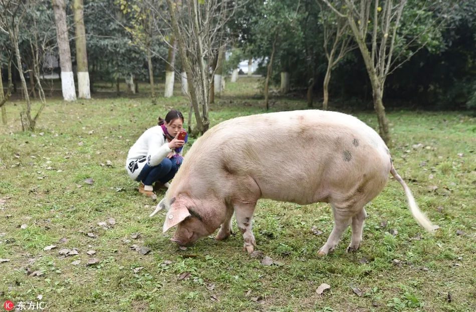 Waddles