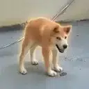 doggo
