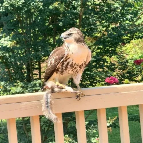HAWK