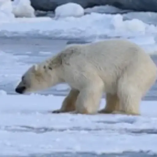 POLARBEAR
