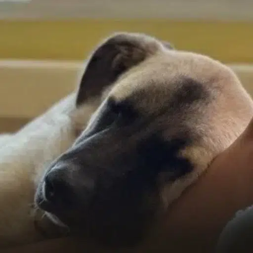 Bruce