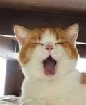 popcat