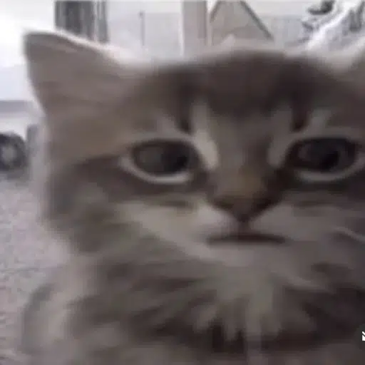 DINGUS