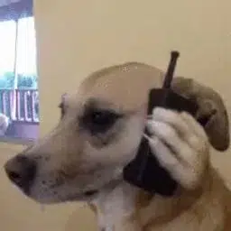CallDog — CallDog Solana token traded by KOLs