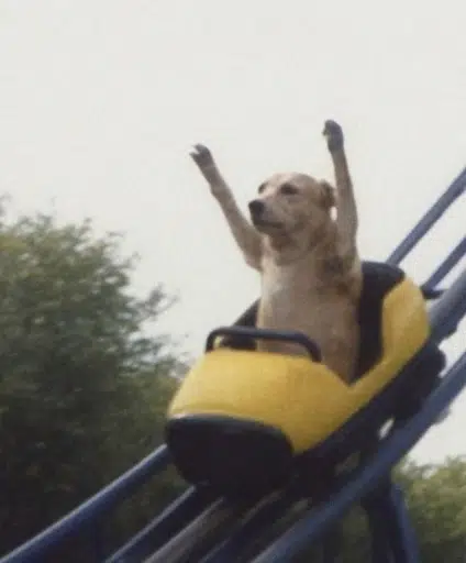 dogs