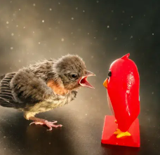 Angrybird