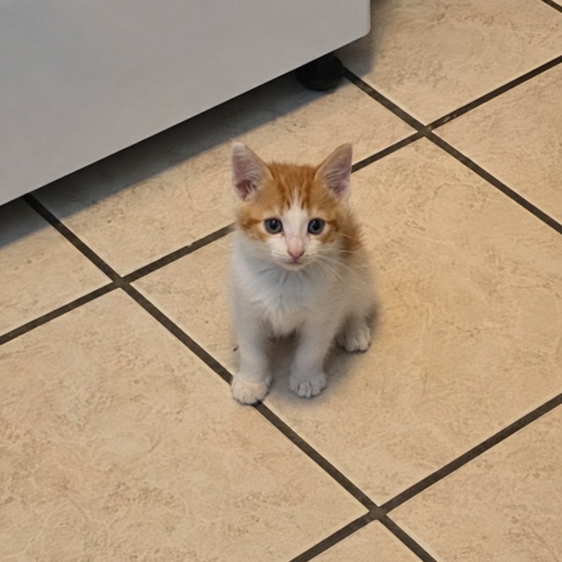kevin