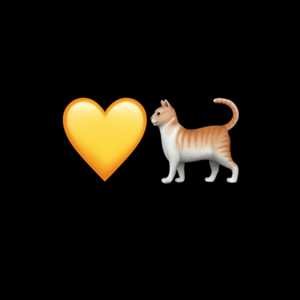 💛🐈