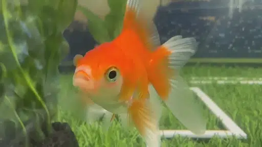 Swimbappé