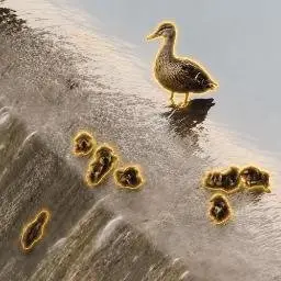 11