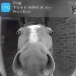 HORSE