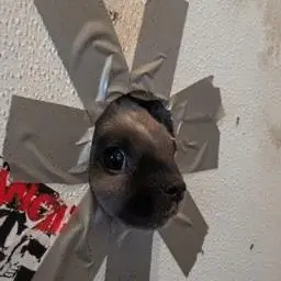 DIH