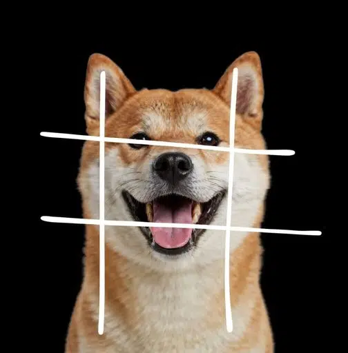 #dog