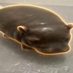 pipotam