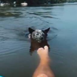 toeshark
